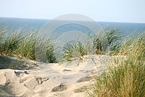 Grass on dune photo