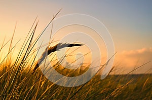 Grass on a dune on the coast at sunset. Nature photo during a hike on the Baltic Sea