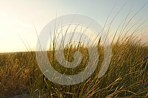 Grass on a dune on the coast at sunset. Nature photo during a hike on the Baltic Sea