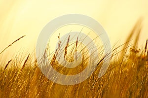 Grass on a dune on the coast at sunset. Nature photo during a hike on the Baltic Sea