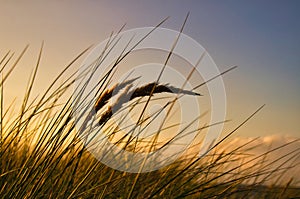 Grass on a dune on the coast at sunset. Nature photo during a hike on the Baltic Sea