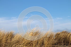 Grass on a dune in front of blue sky