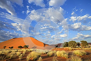 Grass, dune and sky, Nambia