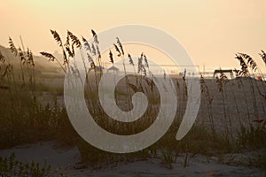 Grass in the dunes