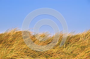 Grass dunes against a blue sky