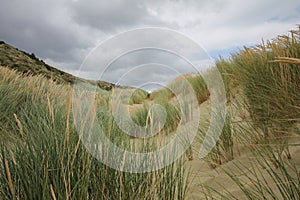 Grass dunes on a cloudy day creates a background and wallpaper view