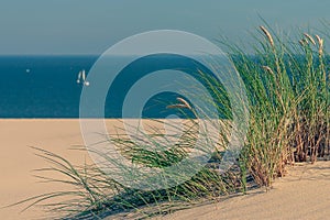 Grass in the dunes of a sailboat in the sea
