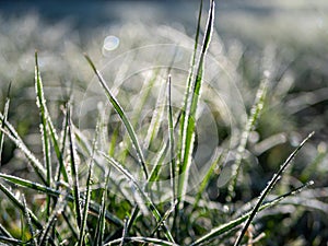 Grass with early morning frost