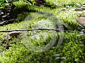 Grass in the early morning light, bryophytes with branches and dry leaves, peace and freshness composition