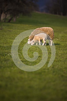 Grass-eating sheep on a lush meadow