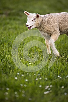 Grass-eating sheep on a lush meadow