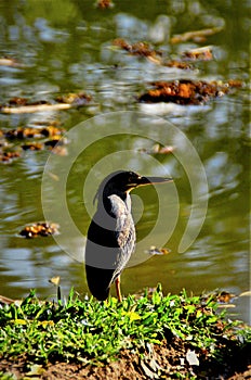On the grass at the edge of the park pond a bird Butorides striata standing
