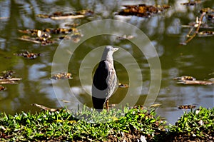On the grass at the edge of the pond a bird Butorides striata standing