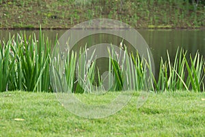 Grass is edge the pond