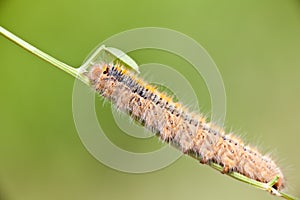 Grass Eggar Caterpillar photo