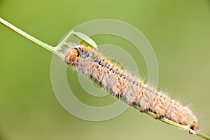 Grass Eggar Caterpillar