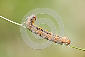 Grass Eggar Caterpillar