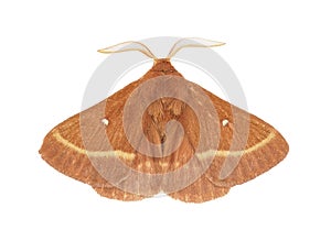 Grass eggar moth isolated on white background, Lasiocampa trifolii