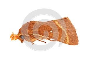 Grass eggar moth isolated on white background, Lasiocampa trifolii