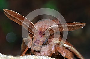 Grass Eggar moth photo