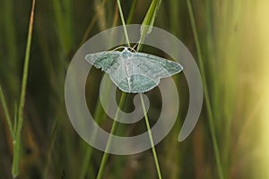 Grass emerald Pseudoterpna pruinata