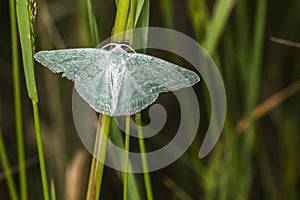 Grass emerald Pseudoterpna pruinata