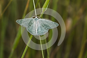 Grass emerald Pseudoterpna pruinata