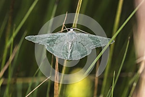 Grass emerald Pseudoterpna pruinata