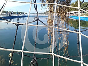 Grass on the empty water polo goal