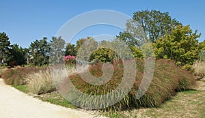 Grass `Eragrostis spectabilis` and `Miscanthus` in a park