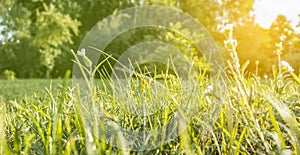 Grass in the evening sun. Blurred background. Macro image