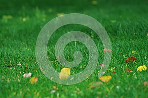 grass and fallen leaves