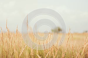 Grass in farm field in sunny day