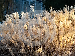 Grass with feathery plumes and golden sun light standing against dark background by a lake