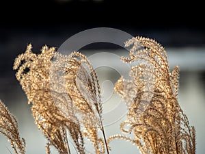 Grass with feathery plumes and golden sun light standing against dark background by a lake