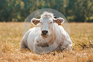 Grass fed Belgian Blue cow Race de la Moyenne et Haute Belgique is laying and relaxing on the hay