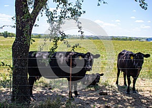 Grass fed cows with number tags in Justin Texas photo