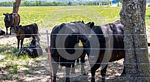 Grass fed cows with number tags in Justin Texas photo