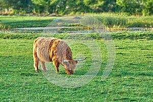 Grass fed Highland cow grazing on green farm pasture and raised for dairy, meat or beef industry. Full length of a hairy