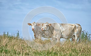 Grass fed Jersey cows on farm pasture, grazing and raised for dairy, meat or beef industry. Full length of two hairy