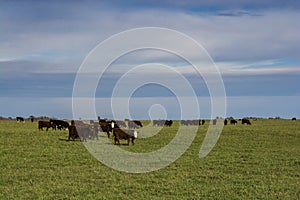 Grass feed, Cow, La Pampa,