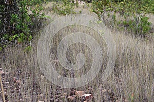 Grass Ficinia nodosa,knotted club-rush or knobby clubrush.