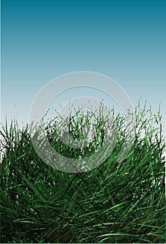 Grass field