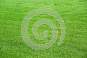 Grass Field