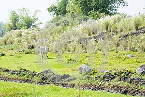 Grass field