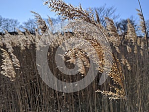 Grass field around a lake in the fall