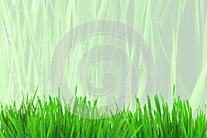 grass field background