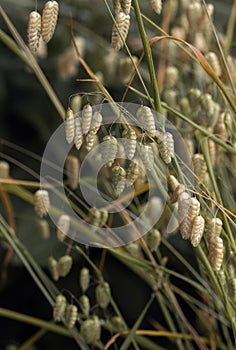 Grass field background. Wild grass in the forest at sunlight. Macro view of green grass meadow, shallow depth of field