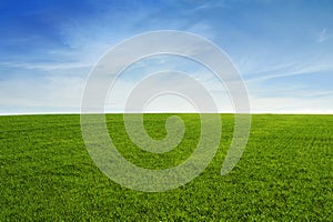 Grass field with blue sky