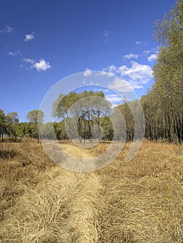 Grass field with blue sky